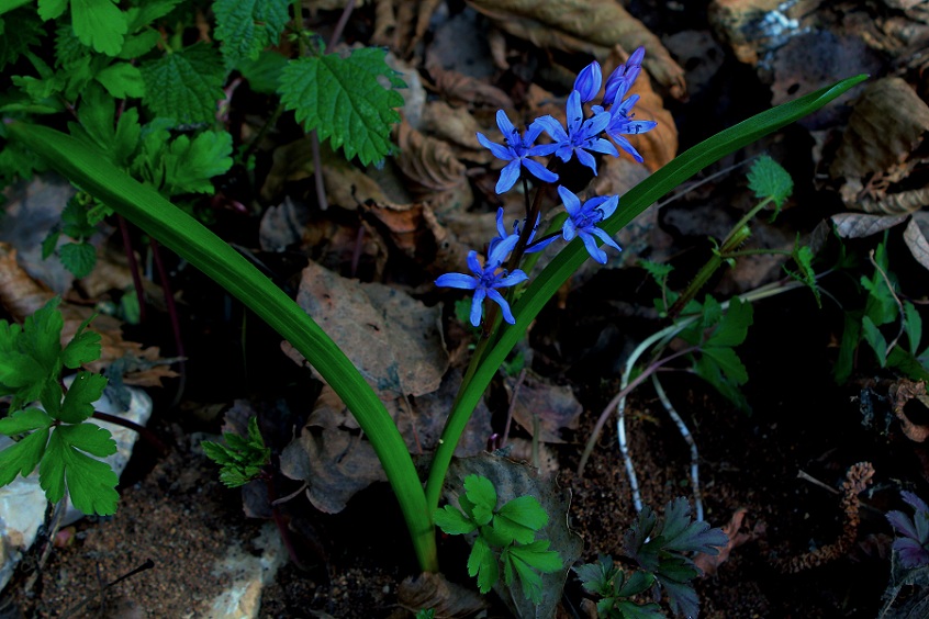 Scilla bifolia